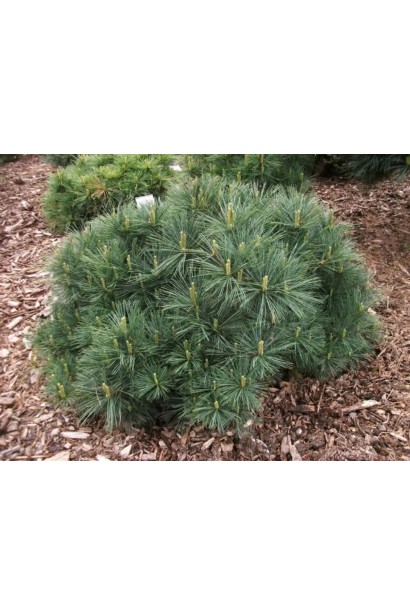 Висота Сосна Веймутова Бергманс Міні